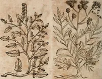 An illustration from Caspari Bavhini ... theatri botanici in qvo plantæ svpra sexcentæ ab ipso primum descriptæ cum plurimis figuris proponuntur (1671)