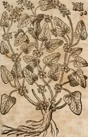 An illustration from Caspari Bavhini ... theatri botanici in qvo plantæ svpra sexcentæ ab ipso primum descriptæ cum plurimis figuris proponuntur (1671)