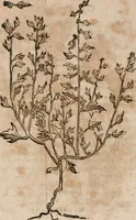 An illustration from Caspari Bavhini ... theatri botanici in qvo plantæ svpra sexcentæ ab ipso primum descriptæ cum plurimis figuris proponuntur (1671)