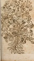 An illustration from Caspari Bavhini ... theatri botanici in qvo plantæ svpra sexcentæ ab ipso primum descriptæ cum plurimis figuris proponuntur (1671)