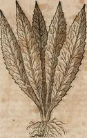An illustration from Caspari Bavhini ... theatri botanici in qvo plantæ svpra sexcentæ ab ipso primum descriptæ cum plurimis figuris proponuntur (1671)