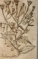 An illustration from Caspari Bavhini ... theatri botanici in qvo plantæ svpra sexcentæ ab ipso primum descriptæ cum plurimis figuris proponuntur (1671)