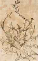 An illustration from Caspari Bavhini ... theatri botanici in qvo plantæ svpra sexcentæ ab ipso primum descriptæ cum plurimis figuris proponuntur (1671)