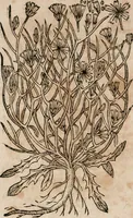 An illustration from Caspari Bavhini ... theatri botanici in qvo plantæ svpra sexcentæ ab ipso primum descriptæ cum plurimis figuris proponuntur (1671)