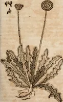 An illustration from Caspari Bavhini ... theatri botanici in qvo plantæ svpra sexcentæ ab ipso primum descriptæ cum plurimis figuris proponuntur (1671)