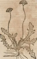 An illustration from Caspari Bavhini ... theatri botanici in qvo plantæ svpra sexcentæ ab ipso primum descriptæ cum plurimis figuris proponuntur (1671)