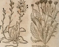 An illustration from Caspari Bavhini ... theatri botanici in qvo plantæ svpra sexcentæ ab ipso primum descriptæ cum plurimis figuris proponuntur (1671)