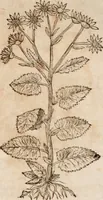 An illustration from Caspari Bavhini ... theatri botanici in qvo plantæ svpra sexcentæ ab ipso primum descriptæ cum plurimis figuris proponuntur (1671)