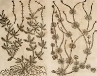 An illustration from Caspari Bavhini ... theatri botanici in qvo plantæ svpra sexcentæ ab ipso primum descriptæ cum plurimis figuris proponuntur (1671)