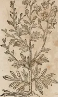 An illustration from Caspari Bavhini ... theatri botanici in qvo plantæ svpra sexcentæ ab ipso primum descriptæ cum plurimis figuris proponuntur (1671)