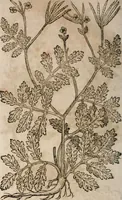 An illustration from Caspari Bavhini ... theatri botanici in qvo plantæ svpra sexcentæ ab ipso primum descriptæ cum plurimis figuris proponuntur (1671)