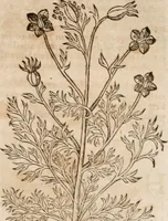 An illustration from Caspari Bavhini ... theatri botanici in qvo plantæ svpra sexcentæ ab ipso primum descriptæ cum plurimis figuris proponuntur (1671)