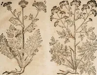 An illustration from Caspari Bavhini ... theatri botanici in qvo plantæ svpra sexcentæ ab ipso primum descriptæ cum plurimis figuris proponuntur (1671)