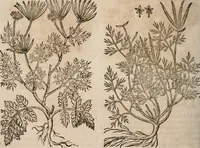 An illustration from Caspari Bavhini ... theatri botanici in qvo plantæ svpra sexcentæ ab ipso primum descriptæ cum plurimis figuris proponuntur (1671)