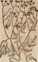 An illustration from Caspari Bavhini ... theatri botanici in qvo plantæ svpra sexcentæ ab ipso primum descriptæ cum plurimis figuris proponuntur (1671)