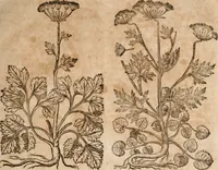 An illustration from Caspari Bavhini ... theatri botanici in qvo plantæ svpra sexcentæ ab ipso primum descriptæ cum plurimis figuris proponuntur (1671)
