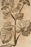 An illustration from Caspari Bavhini ... theatri botanici in qvo plantæ svpra sexcentæ ab ipso primum descriptæ cum plurimis figuris proponuntur (1671)