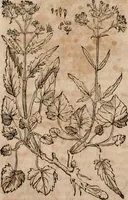 An illustration from Caspari Bavhini ... theatri botanici in qvo plantæ svpra sexcentæ ab ipso primum descriptæ cum plurimis figuris proponuntur (1671)