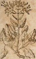 An illustration from Caspari Bavhini ... theatri botanici in qvo plantæ svpra sexcentæ ab ipso primum descriptæ cum plurimis figuris proponuntur (1671)