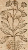 An illustration from Caspari Bavhini ... theatri botanici in qvo plantæ svpra sexcentæ ab ipso primum descriptæ cum plurimis figuris proponuntur (1671)