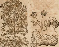 An illustration from Caspari Bavhini ... theatri botanici in qvo plantæ svpra sexcentæ ab ipso primum descriptæ cum plurimis figuris proponuntur (1671)