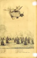 Picture 41 of 52 from Casparis Barlæi, rerum per octennium in Brasilia et alibi nuper gestarum, sub præfectura illustrissimi Comitis I. Mauritii, Nassoviæ, &c. comitis, nunc Vesaliæ gubernatoris & equitatus fderatorum Belgii ordd. sub Auriaco ductoris, historia (1647), leaf 353
