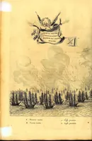Picture 43 of 52 from Casparis Barlæi, rerum per octennium in Brasilia et alibi nuper gestarum, sub præfectura illustrissimi Comitis I. Mauritii, Nassoviæ, &c. comitis, nunc Vesaliæ gubernatoris & equitatus fderatorum Belgii ordd. sub Auriaco ductoris, historia (1647), leaf 362
