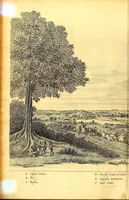 Picture 6 of 52 from Casparis Barlæi, rerum per octennium in Brasilia et alibi nuper gestarum, sub præfectura illustrissimi Comitis I. Mauritii, Nassoviæ, &c. comitis, nunc Vesaliæ gubernatoris & equitatus fderatorum Belgii ordd. sub Auriaco ductoris, historia (1647), leaf 82