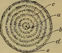 An illustration from Cassells' carpentry and joinery (1907)