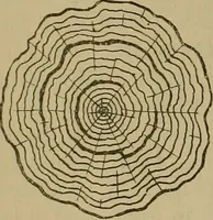 An illustration from Cassells' carpentry and joinery (1907)