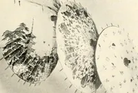Picture 84 of 167 from [Catalog] (1914), leaf 24