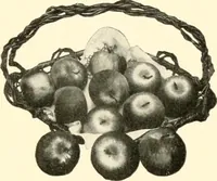 Picture 156 of 167 from [Catalog] (1914), leaf 46