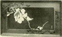 Picture 19 of 167 from [Catalog] (1914), leaf 9