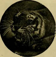An illustration from [Catalog] (1902)
