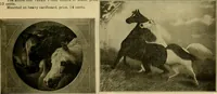 An illustration from [Catalog] (1902)