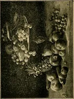 An illustration from [Catalog] (1902)