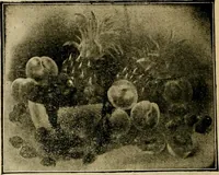 An illustration from [Catalog] (1902)