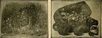 Picture 154 of 226 from [Catalog] (1902), leaf 49