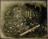 An illustration from [Catalog] (1902)