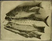 An illustration from [Catalog] (1902)