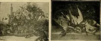 Picture 159 of 226 from [Catalog] (1902), leaf 51