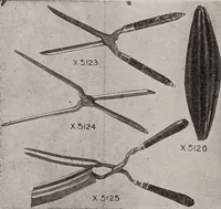 Picture 334 of 911 from [Catalog]. (1908), leaf 205