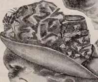 Picture 88 of 911 from [Catalog]. (1908), leaf 64