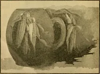 Picture 13 of 119 from Catalog E. (1909), leaf 11