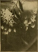 An illustration from Catalog E. (1909)