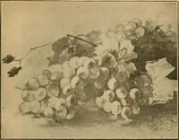 An illustration from Catalog E. (1909)