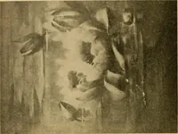An illustration from Catalog E. (1909)