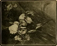 An illustration from Catalog E. (1909)