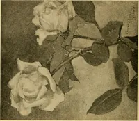 An illustration from Catalog E. (1909)
