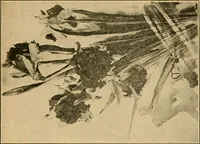 An illustration from Catalog E. (1909)